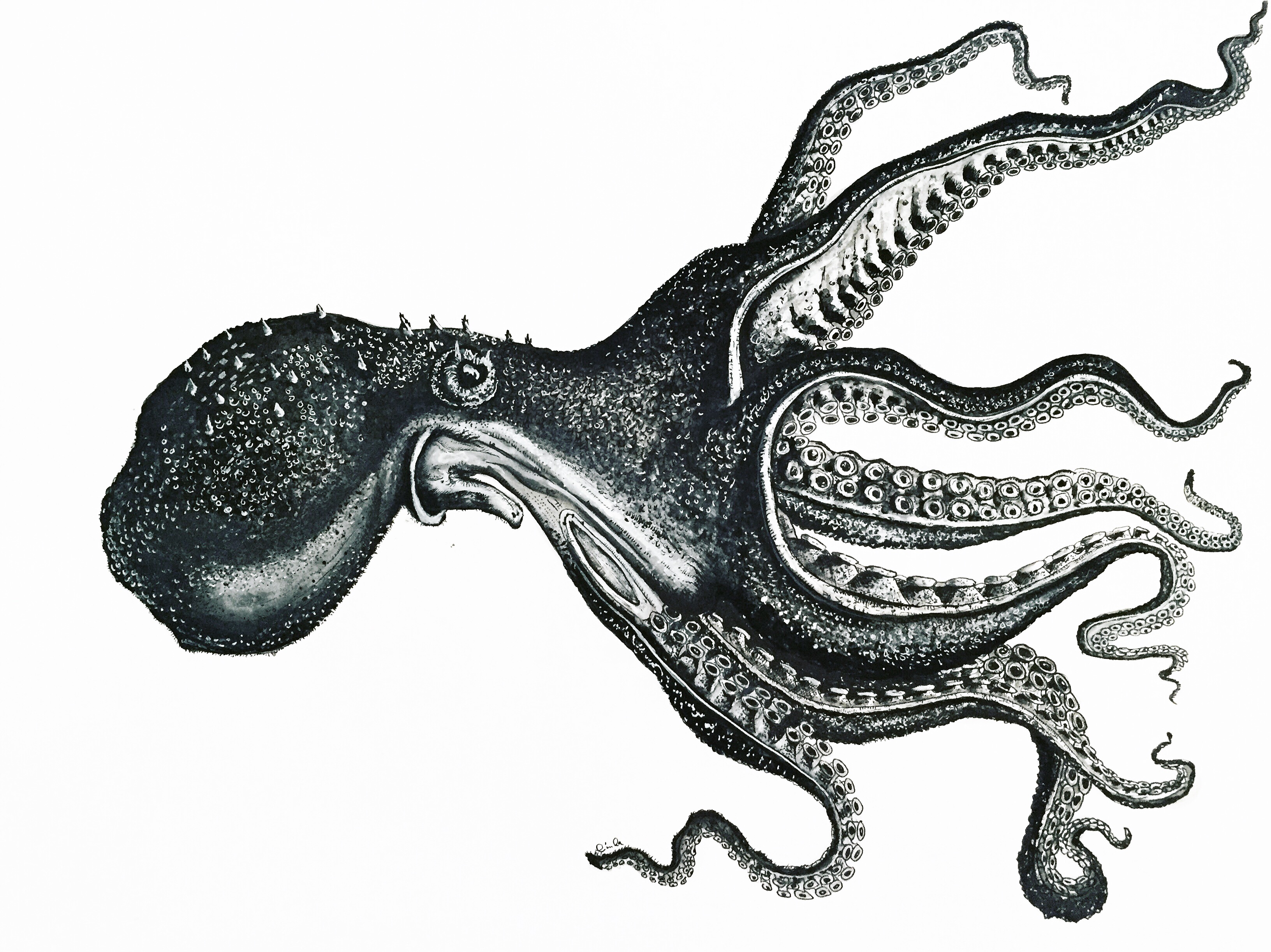 Octopus Illustrations